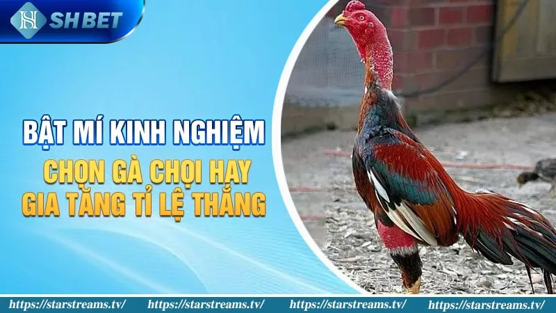 Phân tích kỹ thuật toàn diện nền tảng game Sodo - Sodo