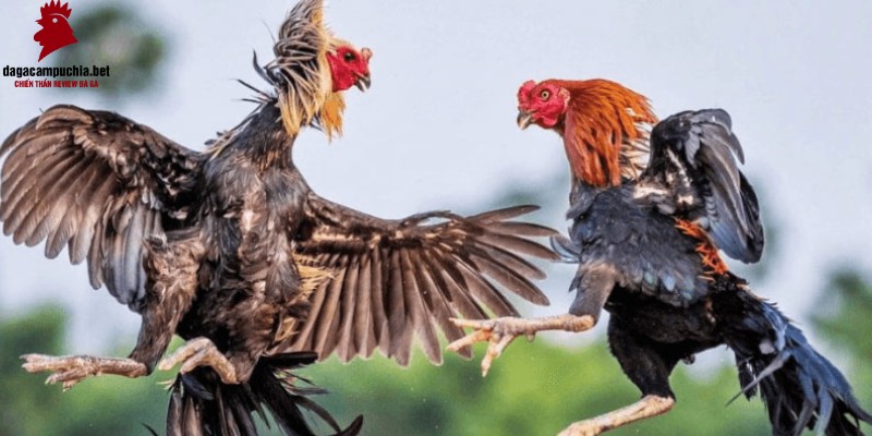 Liệu 99Ok có thanh toán sớm nhất có thể không? Liệu 99Ok có thực sự thanh toán không? - 99Ok