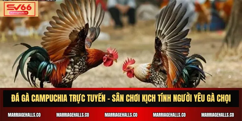 Cách chơi an toàn tại sòng bạc trực tuyến được xếp hạng St666 - St666