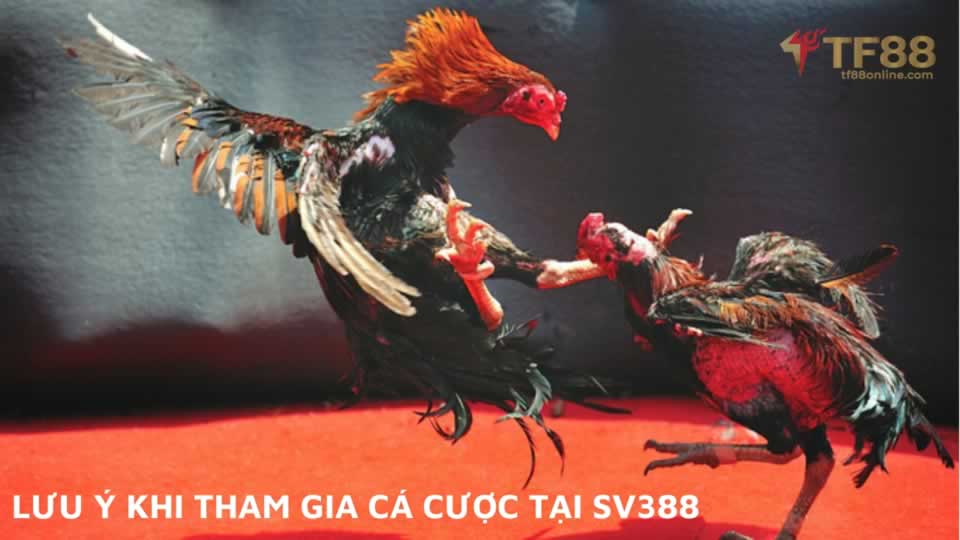 Tỷ lệ cược trận đấu bóng đá cấp độ Sc88 - Sc88